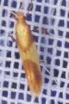 Caloptilia alchimiella