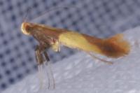Caloptilia alchimiella