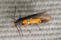 Schiffermuelleria schaefferella