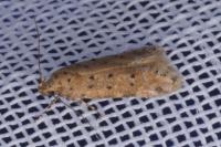 Pseudotelphusa paripunctella