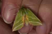 Pseudoips prasinanus