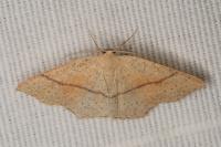 Cyclophora punctaria