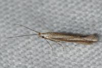 Coleophora albicosta