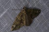 Chloroclysta siterata