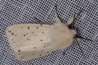 Spilosoma lubricipeda