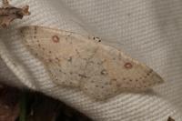 Cyclophora albipunctata