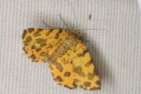 Pseudopanthera macularia