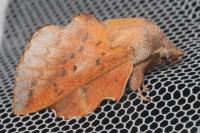 Phyllodesma tremulifolia