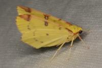 Opisthograptis luteolata