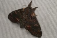 Notodonta dromedarius