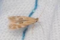 Bucculatrix bechsteinella