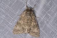 Acronicta megacephala