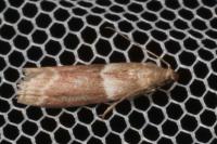Cryptoblabes bistriga