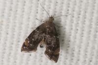 Prochoreutis sehestediana