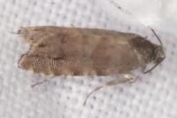 Pammene splendidulana