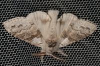 Calliteara pudibunda