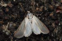 Acentria ephemerella