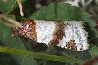 Periclepsis cinctana