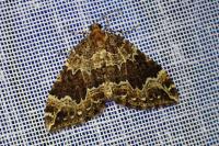 Lampropteryx suffumata