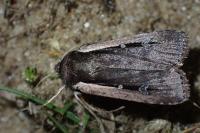 Ochropleura leucogaster