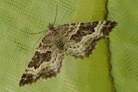 Epirrhoe alternata