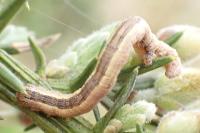 Compsoptera opacaria