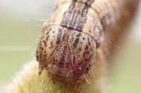 Compsoptera opacaria