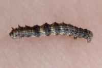 Phigalia pilosaria