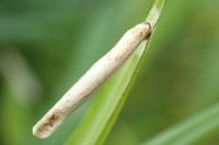 Coleophora solitariella