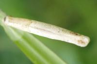 Coleophora solitariella