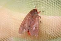 Phragmatobia fuliginosa
