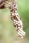 Orgyia antiqua