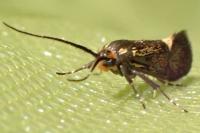 Esperia sulphurella