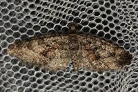 Eupithecia cocciferata