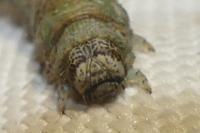 Campaea margaritaria
