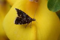 Prochoreutis myllerana