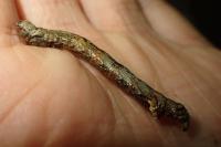 Ectropis crepuscularia