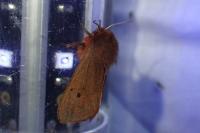 Phragmatobia fuliginosa