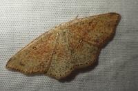 Cyclophora porata