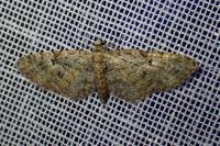 Eupithecia dodoneata