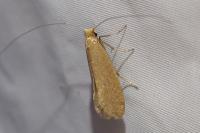 Nematopogon adansoniella