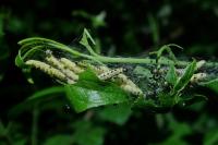 Yponomeuta cagnagella