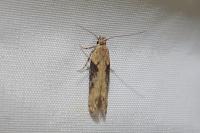 Scrobipalpa costella