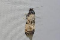 Cochylis atricapitana