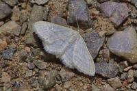 Idaea subsericeata