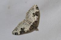 Xanthorhoe fluctuata