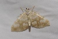 Perizoma flavofasciata