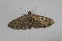 Eupithecia cocciferata