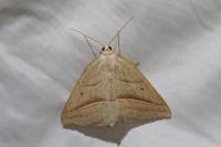 Petrophora chlorosata