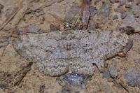 Hypomecis punctinalis